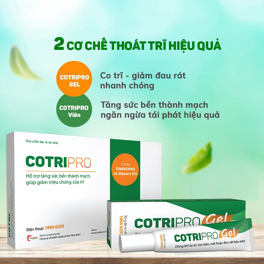 CotriPro - Co búi trĩ và giảm nhanh tình trạng khó chịu do trĩ gây ra 1